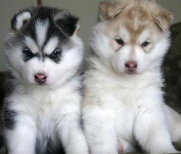 Alaskan Siberian Husky Puppy Pictures Alaskan Siberian Husky Puppy