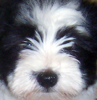 cute havanese puppy