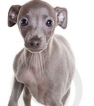 small italian greyhound