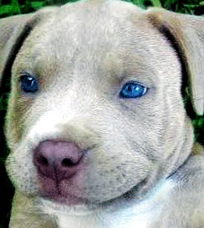 Pitbull Picture
