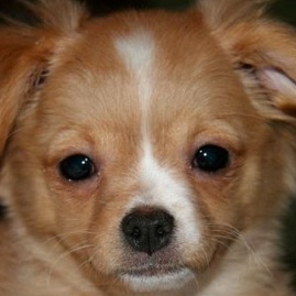Pomeranian Chihuahua Mix