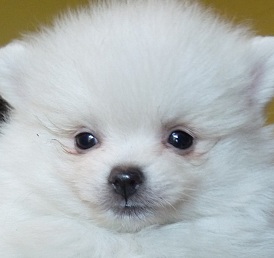 White Pomeranian Puppy