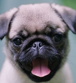 Cute Pug Puppy