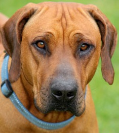 rhodesian ridgeback dog