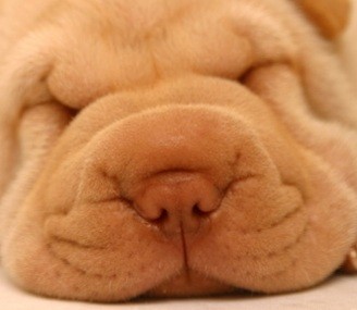Cute Shar Pei Puppy