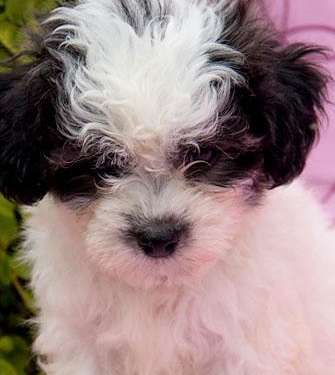 Shichon Breed