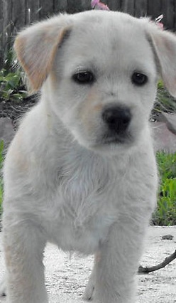 White West Highland Terrier