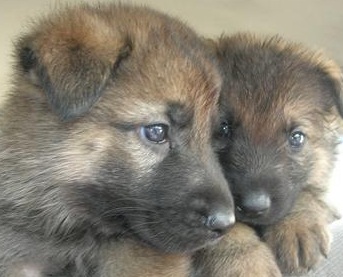 Akc German Shepherd Puppy