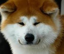 akita dog photos