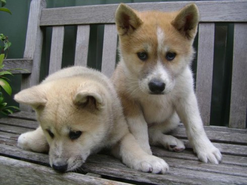 akita puppies