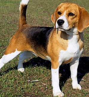 Basset Hound Beagle Puppy And Dog Mix