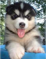 black and white malamute puppy