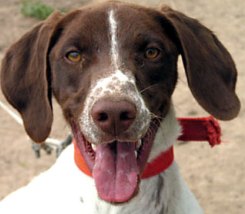 cute german pointer puppy