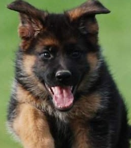 running german shepherd
