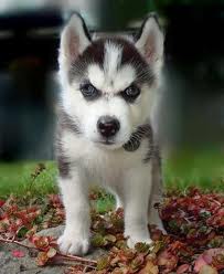 husky puppy