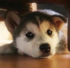 curious husky puppy
