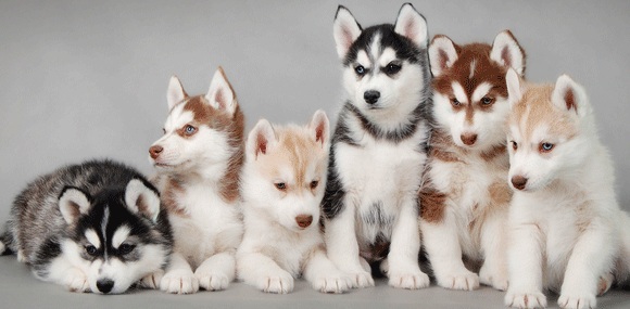 group of huskies